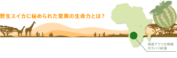 野生スイカに秘められた驚異の生命力とは？