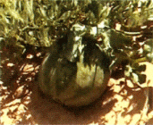 カラハリ砂漠の野生スイカ