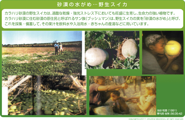 環境ストレスから自分を守る、シトルリン