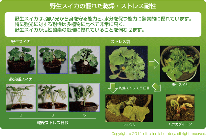 環境ストレスから自分を守る、シトルリン